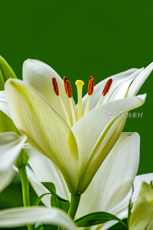 复活节百合(Lilium longiflorum)在平原背景上的特写